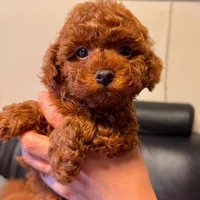 White male AKC, a male Poodle - Toy  for sale in Sacramento, CA – Photo 4 of 5