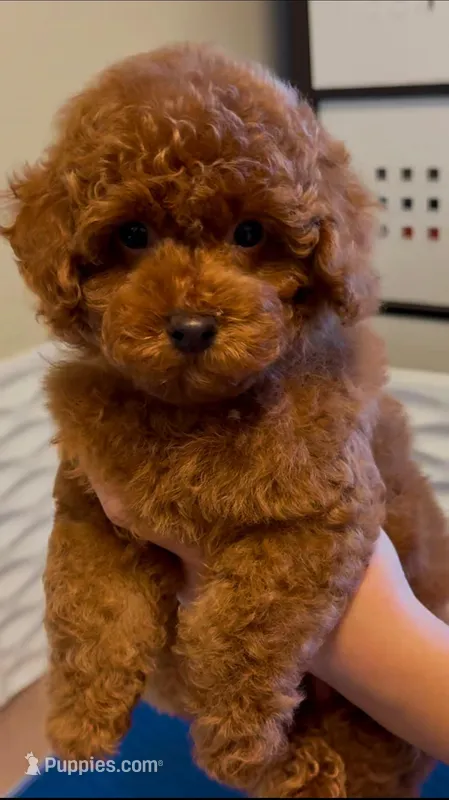 White male AKC – Poodle - Toy  puppy for sale in Sacramento, CA