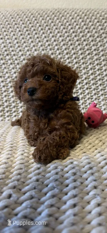 Purple  – Poodle - Toy  puppy for sale in Sacramento, CA