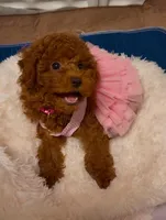 Pink female AKC, a female Poodle - Toy  for sale in Sacramento, CA – Photo 1 of 4