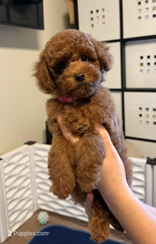 Pink female AKC – Poodle - Toy  puppy for sale in Sacramento, CA