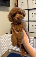 Pink female AKC, a female Poodle - Toy  for sale in Sacramento, CA – Photo 3 of 4