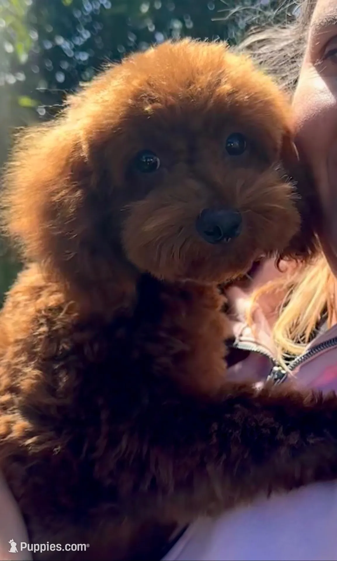 Teddy Bear AKC, a male Poodle - Toy  for sale in Sacramento, CA – Photo 2 of 5