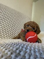 Red, a male Poodle - Toy  for sale in Sacramento, CA – 3 of 3