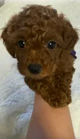 Purple , a female Poodle - Toy  for sale in Sacramento, CA – 2 of 2