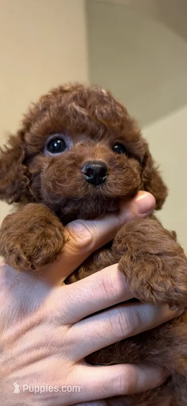 Blue  – Poodle - Toy  puppy for sale in Sacramento, CA