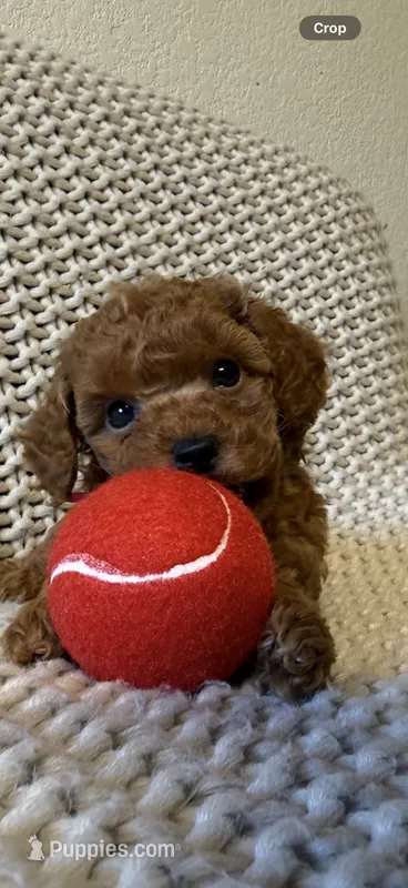 Red – Poodle - Toy  puppy for sale in Sacramento, CA