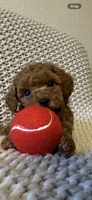 Red, a male Poodle - Toy  for sale in Sacramento, CA – 1 of 3