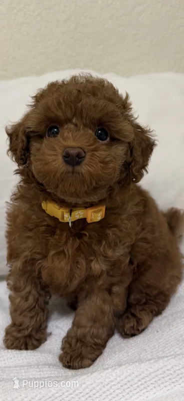 Yellow  – Poodle - Toy  puppy for sale in Sacramento, CA