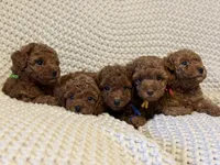 Blue , a male Poodle - Toy  for sale in Sacramento, CA – 4 of 6