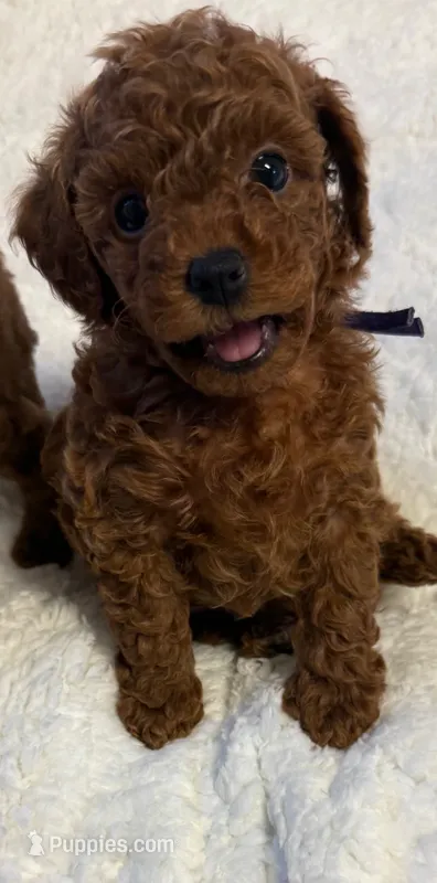 Purple  – Poodle - Toy  puppy for sale in Sacramento, CA