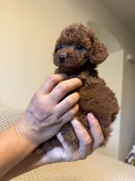 Blue , a male Poodle - Toy  for sale in Sacramento, CA – 2 of 2
