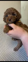 Yellow , a male Poodle - Toy  for sale in Sacramento, CA – 3 of 3