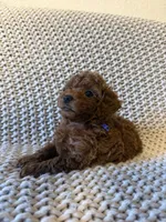 Blue , a male Poodle - Toy  for sale in Sacramento, CA – 5 of 6