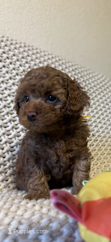 Yellow  – Poodle - Toy  puppy for sale in Sacramento, CA