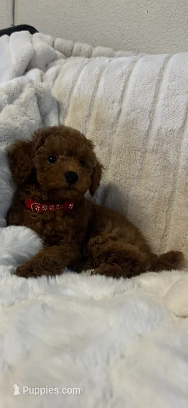 Red – Poodle - Toy  puppy for sale in Sacramento, CA