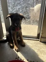 German shepherds, a female German Shepherd Dog for sale in Sacramento, CA – 2 of 2