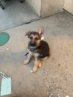 German shepherd , a male German Shepherd Dog for sale in Sacramento, CA – 2 of 2