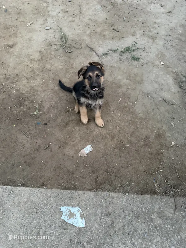German shepherd  – German Shepherd Dog puppy for sale in Sacramento, CA
