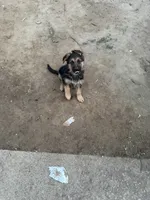 German shepherd , a male German Shepherd Dog for sale in Sacramento, CA – 1 of 2