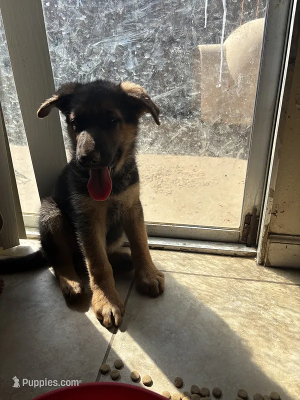 German shepherds – German Shepherd Dog puppy for sale in Sacramento, CA