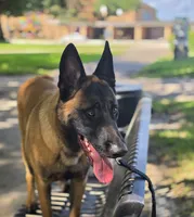 Adonis, a male Belgian Malinois for sale in Beaumont, TX – 2 of 3