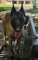 Adonis, a male Belgian Malinois for sale in Beaumont, TX – 3 of 3