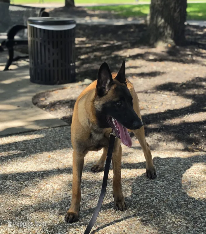 Adonis – Belgian Malinois puppy for sale in Beaumont, TX