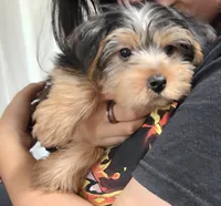 Asha, a female Yorkshire Terrier for sale in Royal Oak, MI – 4 of 5