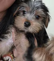 Asha, a female Yorkshire Terrier for sale in Royal Oak, MI – 2 of 5