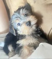 Asha, a female Yorkshire Terrier for sale in Royal Oak, MI – 3 of 5