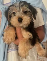 Asha, a female Yorkshire Terrier for sale in Royal Oak, MI – 5 of 5