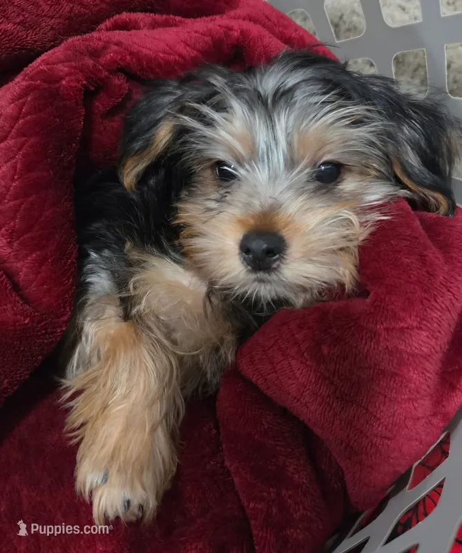 Asha – Yorkshire Terrier puppy for sale in Royal Oak, MI