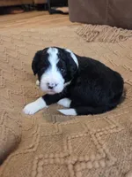 Teal, a male Bernedoodle for sale in Renton, WA – 3 of 9