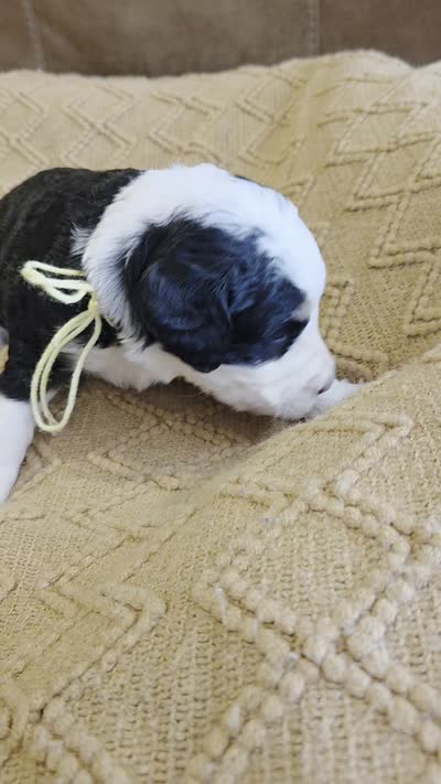 Yellow, a female Bernedoodle for sale in Renton, WA – 9 of 9
