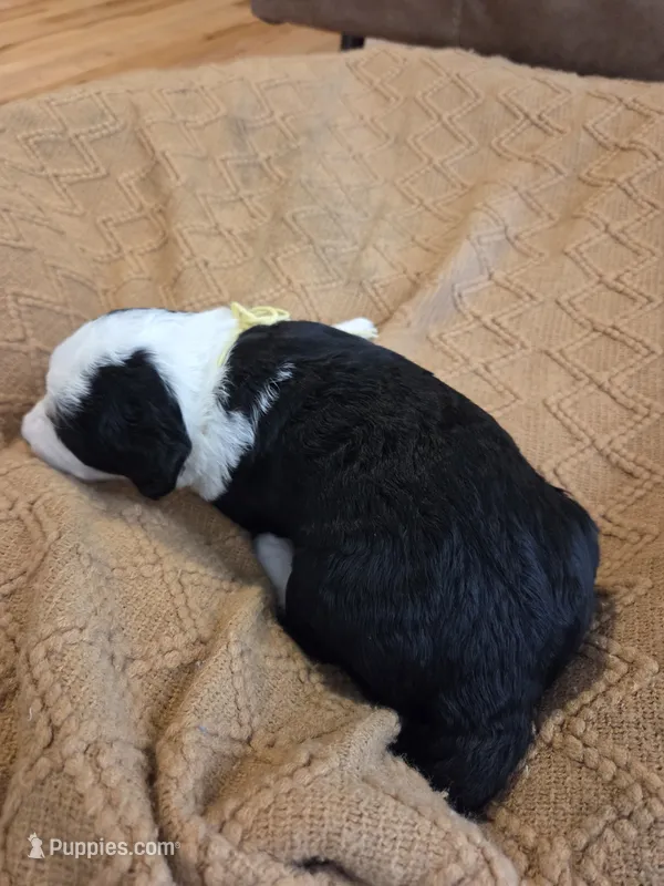 Yellow – Bernedoodle puppy for sale in Renton, WA