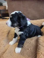 Violet, a female Bernedoodle for sale in Renton, WA – 10 of 10