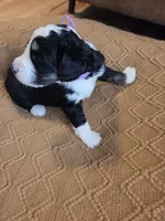 Violet, a female Bernedoodle for sale in Renton, WA – 7 of 10
