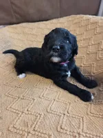 Chil max (hot pink), a female Bernedoodle for sale in Renton, WA – 4 of 7