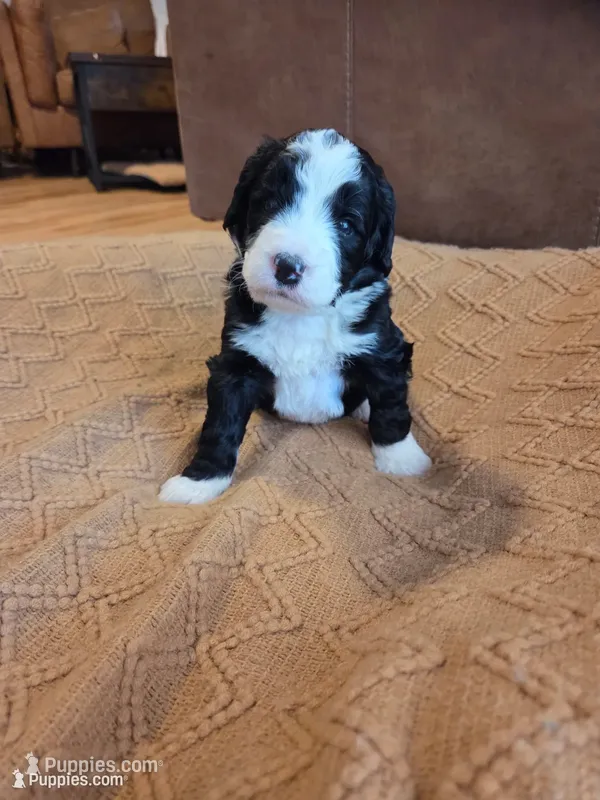 Dark blue  – Bernedoodle puppy for sale in Renton, WA