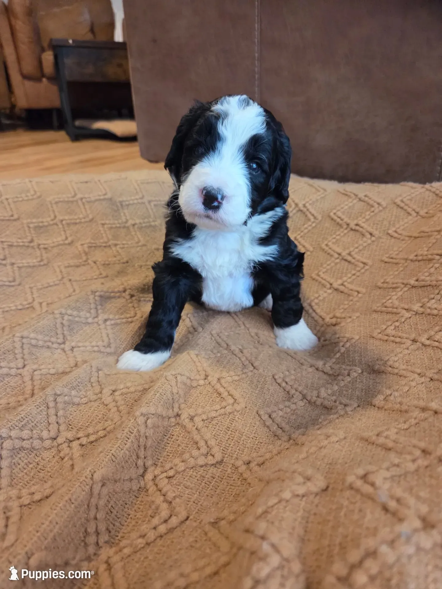 Dark blue , a male Bernedoodle for sale in Renton, WA – 1 of 9