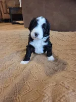 Dark blue , a male Bernedoodle for sale in Renton, WA – 2 of 9