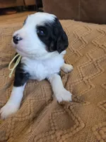 Yellow, a female Bernedoodle for sale in Renton, WA – 7 of 9