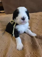 Yellow, a female Bernedoodle for sale in Renton, WA – 3 of 9
