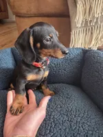 Dexter, a male Dachshund for sale in Renton, WA – Photo 5 of 6