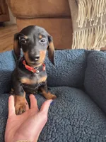 Dexter, a male Dachshund for sale in Renton, WA – Photo 2 of 6