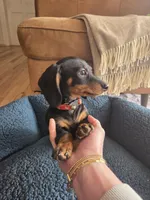 Dexter, a male Dachshund for sale in Renton, WA – Photo 3 of 6