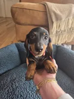 Dexter, a male Dachshund for sale in Renton, WA – Photo 1 of 6