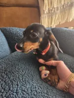 Dexter, a male Dachshund for sale in Renton, WA – Photo 6 of 6