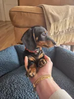 Dexter, a male Dachshund for sale in Renton, WA – Photo 4 of 6